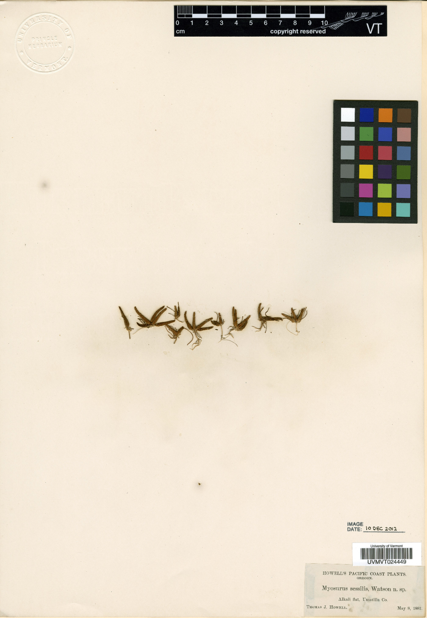 Myosurus sessilis image