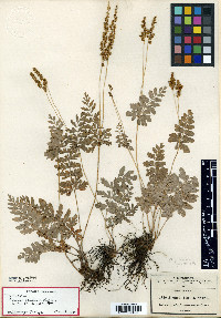 Anemia jaliscana image