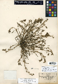 Calandrinia ciliata image