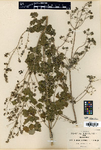 Thalictrum gibbosum image