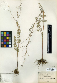 Thalictrum pinnatum image