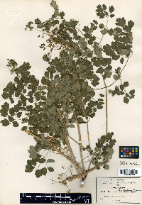 Thalictrum gibbosum image
