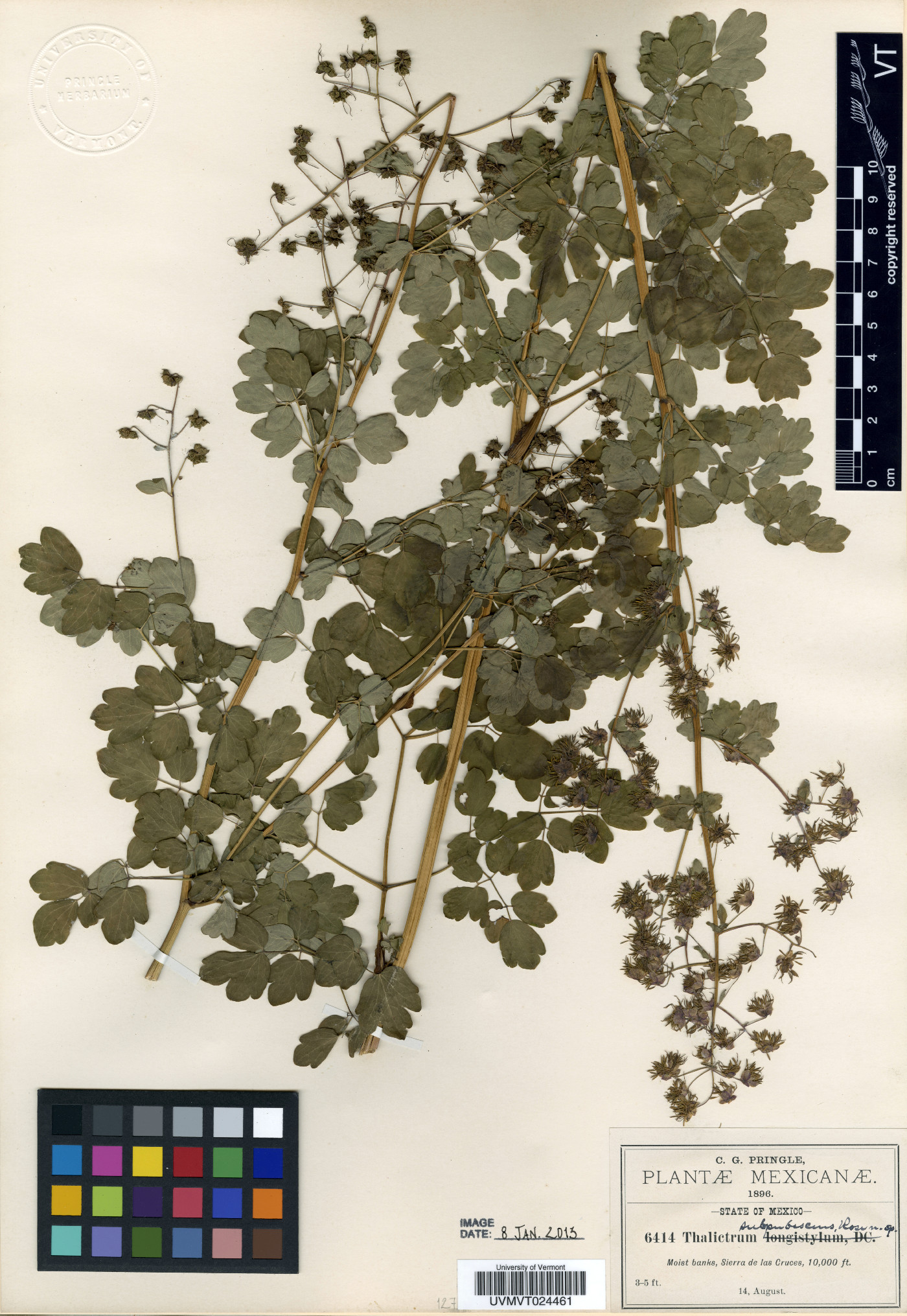Thalictrum subpubescens image
