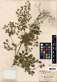 Thalictrum pubigerum image