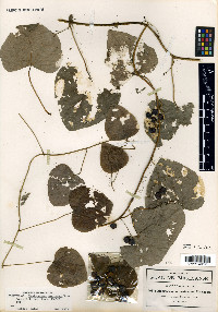 Menispermum mexicanum image