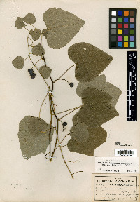 Menispermum mexicanum image