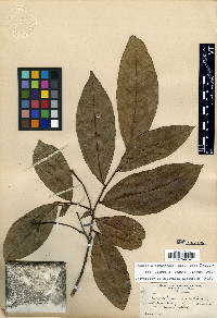 Desmopsis panamensis image