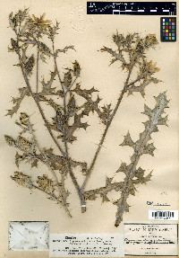 Argemone ochroleuca image
