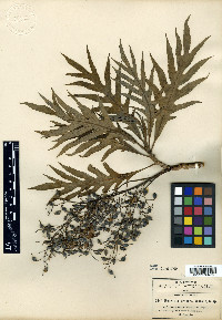 Bocconia arborea image