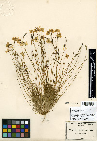 Platystemon californicus image