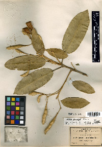 Capparis pringlei image