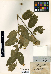 Capparis lobbiana image