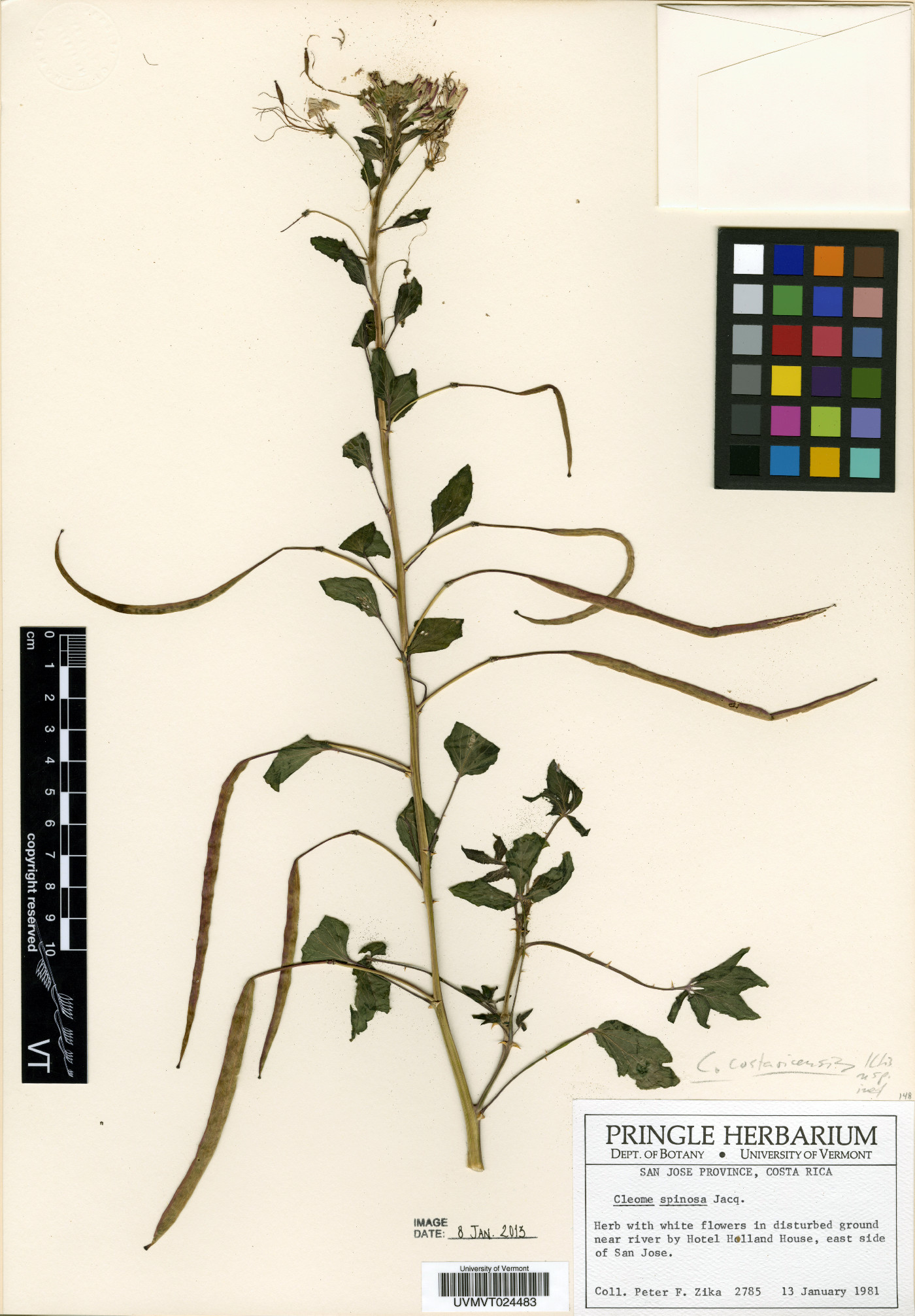 Cleome costaricensis image