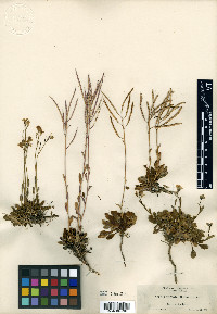 Arabis furcata image