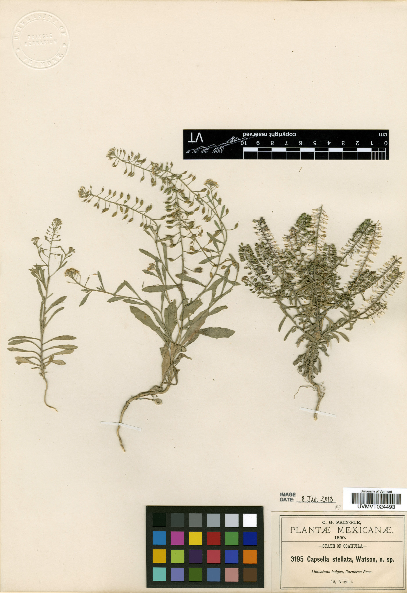 Sphaerocardamum stellatum image
