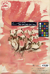 Ranunculus verecundus image