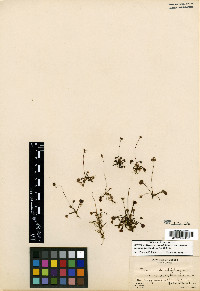 Drosera rotundifolia var. comosa image