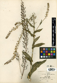 Thelypodium pallidum image