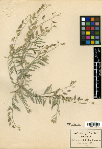 Physaria rosei image