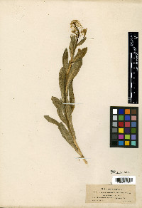 Sisymbrium wootonii image