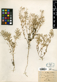Roripa pectinata image