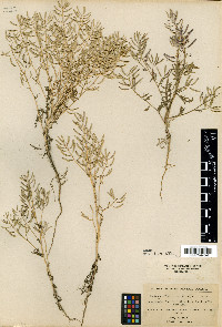 Roripa pectinata image