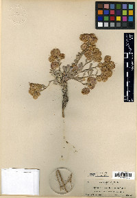 Physaria alpestris image