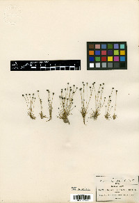 Eriocaulon bilobatum image