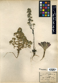 Draba jorullensis image