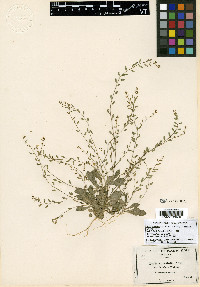 Draba cuneifolia var. sonorae image