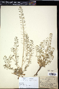 Draba confusa image