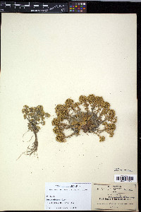 Draba nivicola image