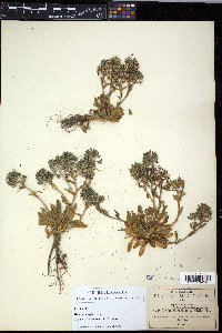 Draba jorullensis image