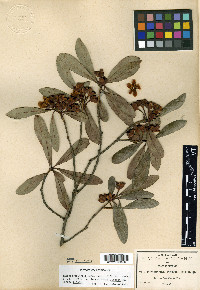 Ternstroemia lineata image
