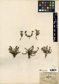 Hypericum confusum image