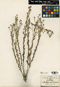 Helianthemum pringlei image