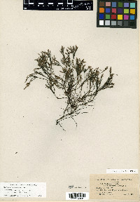 Hudsonia ericoides image