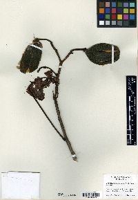Cochlospermum vitifolium image