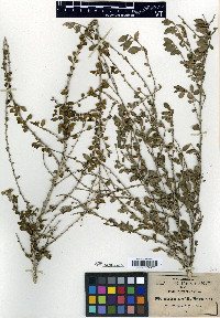 Alsodeia parvifolia image