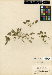 Viola nuttallii image