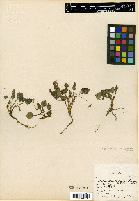 Viola purpurea image