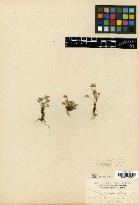 Viola adunca image