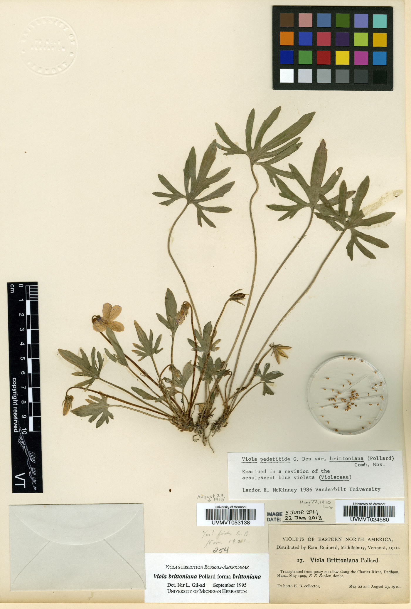 Viola brittoniana var. brittoniana image