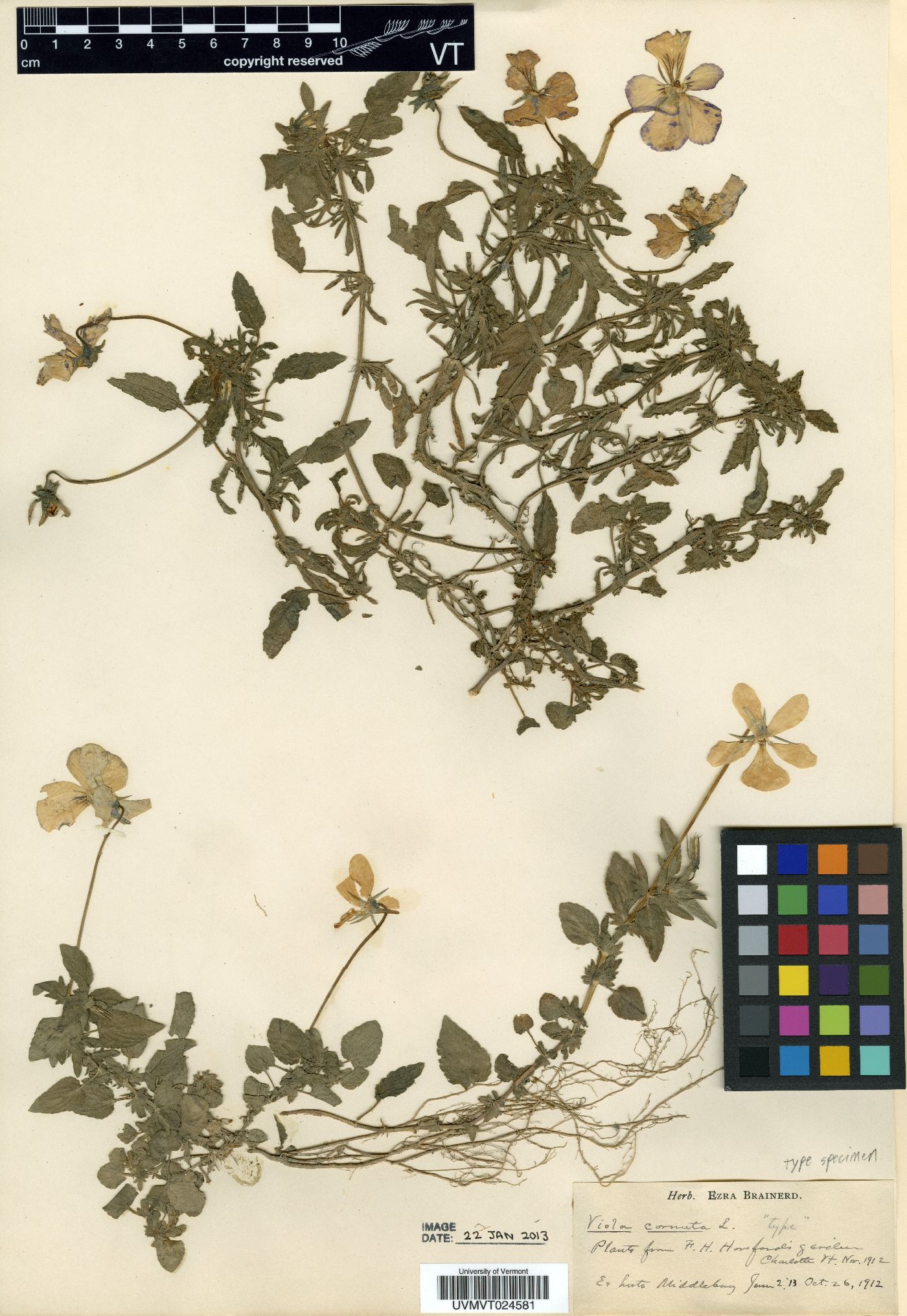 Viola cornuta image