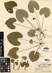 Viola incognita image