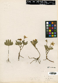 Viola lobata image