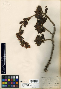 Echeveria pringlei image