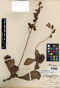 Echeveria fulgens image