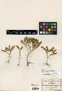 Sedum chihuahuense image