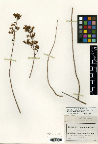 Sedum lenophylloides image